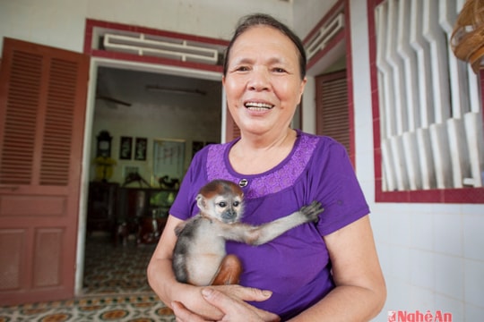 Người dân bàn giao hai cá thể linh trưởng quý hiếm trong Sách đỏ thế giới