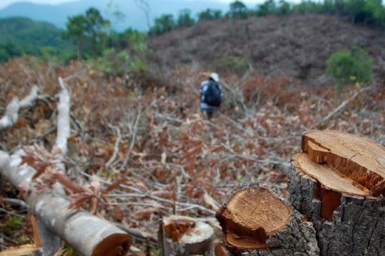 Kỷ luật nhiều cán bộ trong vụ 'Dọn sạch 108 ha rừng'