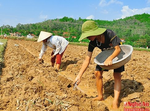 Nam Đàn gieo trồng trên 1.000 ha ngô vụ Đông