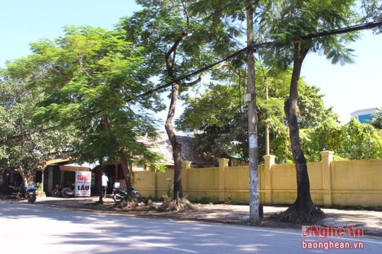 Đừng để vì chống bão, mà cắt đứt 'lá phổi xanh'...