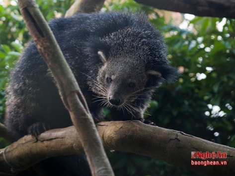 Những động vật quý hiếm ở Vườn quốc gia Cúc Phương