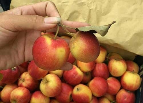 5 loại trái cây Trung Quốc vẫn được tiêu thụ mạnh ở Việt Nam