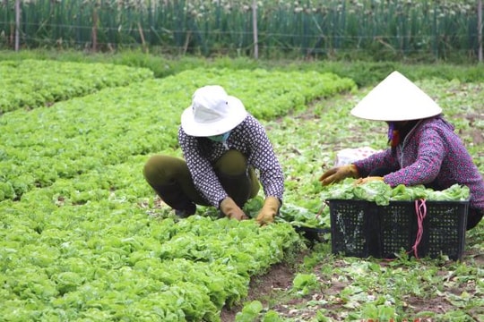 Nghệ An: 74% HTX nông nghiệp chuyển đổi hoạt động