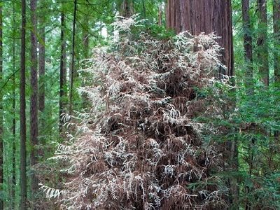 'Cây ma' bí ẩn không cần quang hợp trong rừng Mỹ