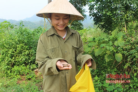 Mùa lượm hạt dẻ ở miền tây Nghệ An