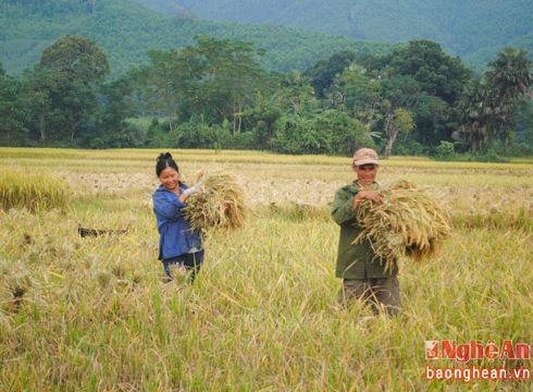 Năng suất lúa mùa ở Con Cuông cao nhất từ trước tới nay