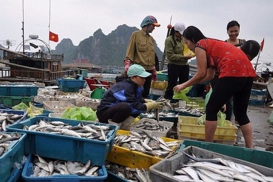 3.000 tỷ đồng đền bù cho ngư dân miền Trung đã về đến địa phương