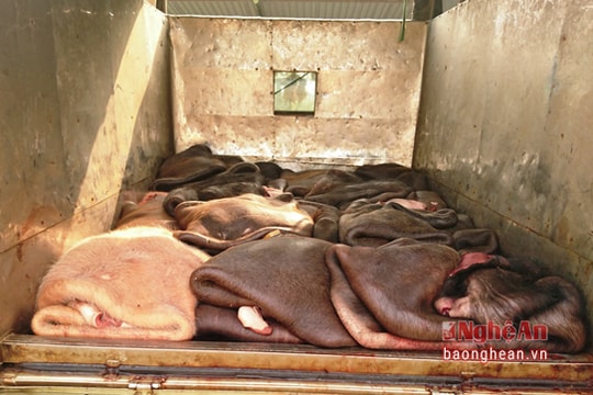 CSGT bắt vụ vận chuyển gần 1 tấn da trâu không giấy tờ