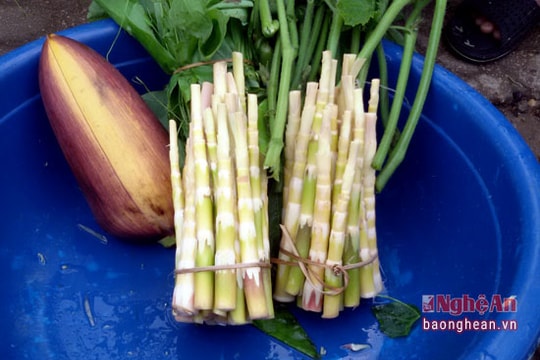 Khoanh nuôi tre rừng lấy măng đắng, cho thu nhập cao