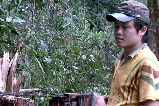 Khởi tố vụ án khai thác gỗ Pơ mu tại Khu bảo tồn thiên nhiên Pù Hoạt