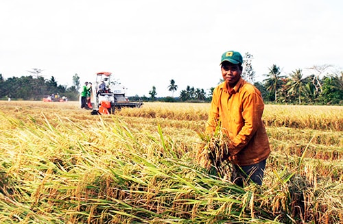7.000 tỷ đồng tái cấu trúc ngành lúa gạo
