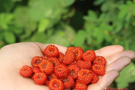 Mùa mâm xôi chín đỏ ở miền Tây xứ Nghệ