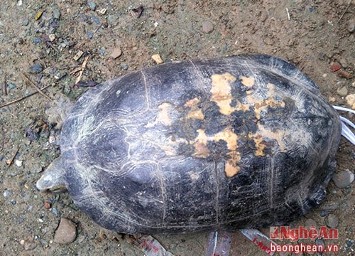 Nghệ An thả rùa lạ hơn 100 tuổi về với tự nhiên