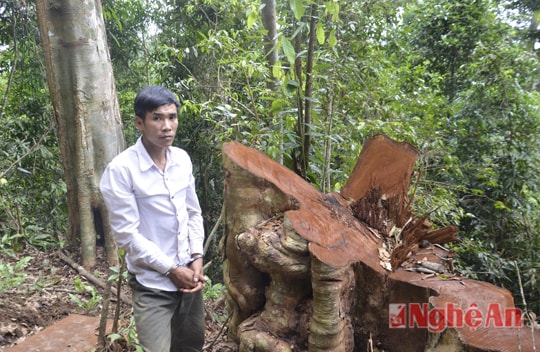 Khai thác gỗ trái phép tại rừng đầu nguồn Tương Dương