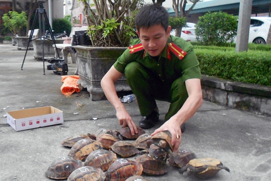 18 cá thể rùa trên xe khách biển Hà Nội