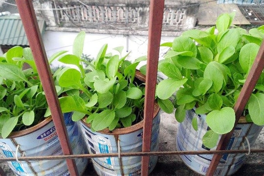 Vườn rau sạch trong ống bơ, chai lọ, lốp xe... đẹp hiếm thấy
