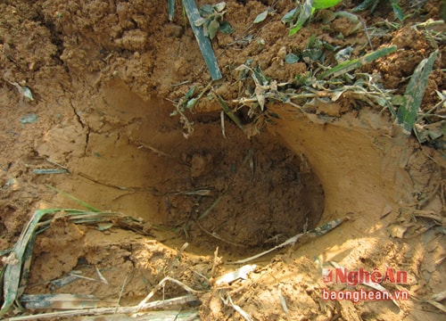 Voi rừng tiếp tục xuất hiện gần nhà dân