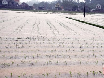 Yên Thành: Hơn 200 ha ngô vụ Đông bị ngập nước
