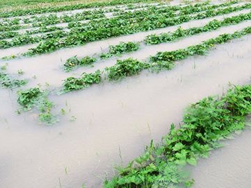 Nghệ An: Hàng nghìn ha cây trồng bị ngập nước