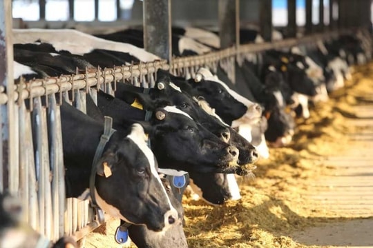 Hiếm có Việt Nam: Thị trấn 600 tỷ phú, lái ôtô dạo thăm bò