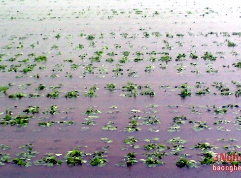 Hàng ngàn héc ta rau, tôm vụ đông chịu thiệt hại nặng