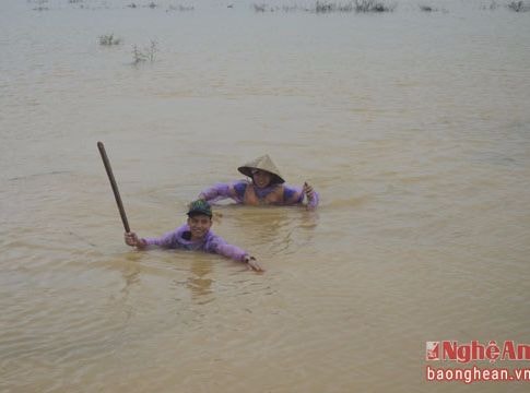 Ngụp lặn trong nước lũ săn chuột đồng