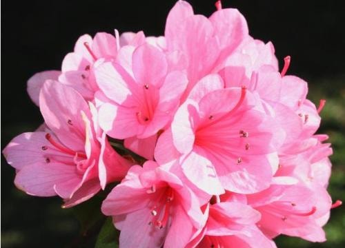 Bật mí dược tính kỳ diệu của hoa đỗ quyên