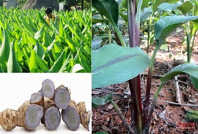 Nghệ đen trồng ở Nghệ An thu khoảng 700 triệu đồng/ha