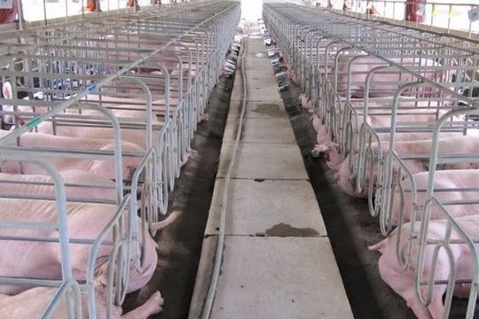 Masan đầu tư dự án nuôi lợn nghìn tỷ ở Nghệ An