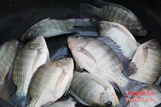 Nuôi cá rô phi theo VietGap gắn với tiêu thụ sản phẩm