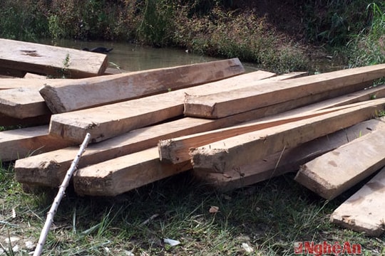 Phát hiện số lượng lớn gỗ bên khe suối