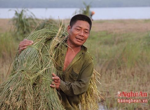 Mùa cói ở vùng ven đô