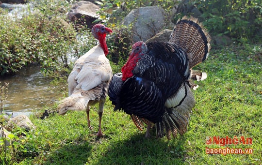 Nuôi gà Tây ở đại ngàn xứ Nghệ