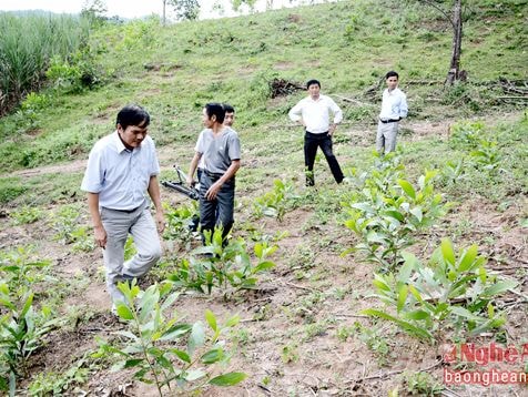 Tìm giải pháp phát triển nguyên liệu gỗ tại huyện Quế Phong
