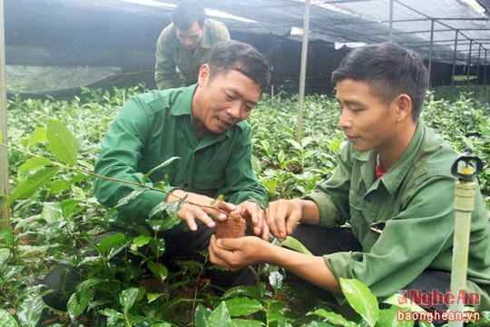 Những chàng trai đưa chè và rau lên núi