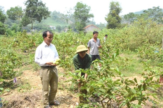 Tạo hướng đi mới trên nền nông nghiệp truyền thống