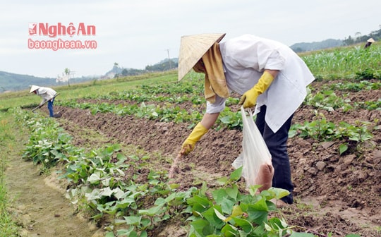 Nhiều cây trồng vụ đông chậm tiến độ sản xuất