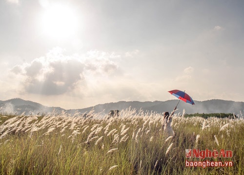 Đẹp mê mẩn mùa hoa lau ở đồng quê xứ Nghệ