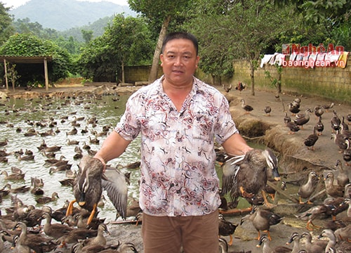 Nuôi vịt trời dưới thác Sao Va cho thu nhập 'khủng'