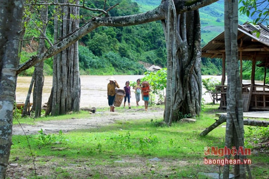 Độc đáo quần thể cây đa ở đền thờ người anh hùng diệt rồng