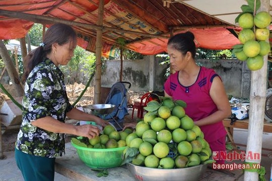 Cam Bãi Phủ đầu mùa được giá