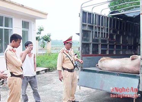 Thu giữ 250 kg thịt lợn không rõ nguồn gốc