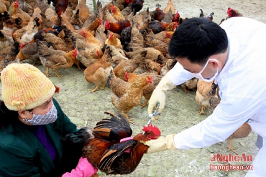 Tiêm vắc-xin phòng dịch bệnh cho vật nuôi sau mưa lũ