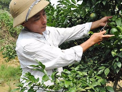 Từ tỉnh Hưng Yên về Nghệ An làm trang trại thu 500 triệu/năm