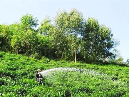 Đồng hành cùng vùng tái định cư phát triển cây chè