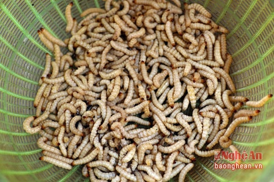 Săn 'bùa ngải' đưa lên bàn ăn ở miền Tây Nghệ An