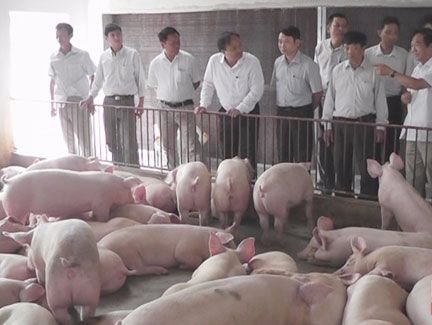 GS. Nguyễn Lân Dũng chỉ cho nông dân làm nông nghiệp sạch