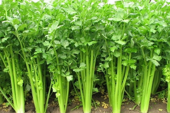 12 loại rau củ quả 'bẩn' nhất năm 2016