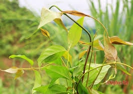 Thiếu nữ Mông tự tử bằng lá ngón