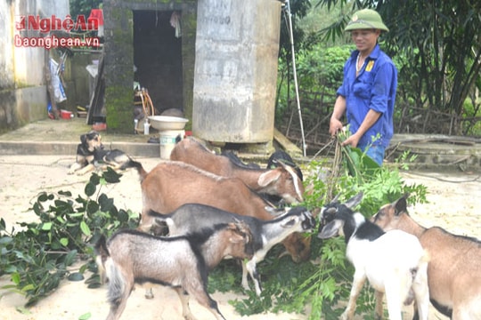 Làm giàu nhờ 'ngân hàng dê'